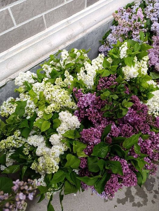 Сирень оптом 10.000 сум