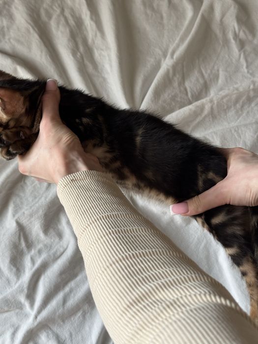 бенгальский котенок