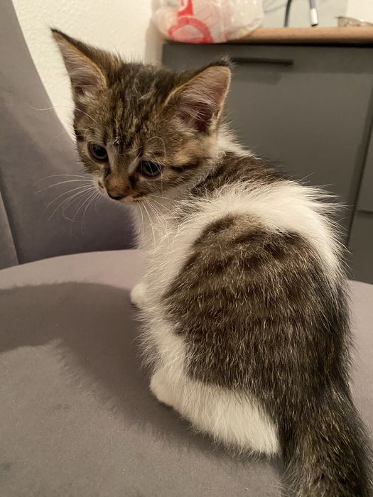 Отдаём ласковых котят в добрые руки