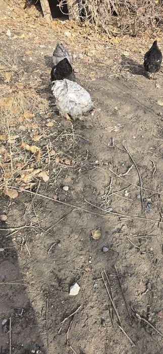 Продаётся куры породы брама