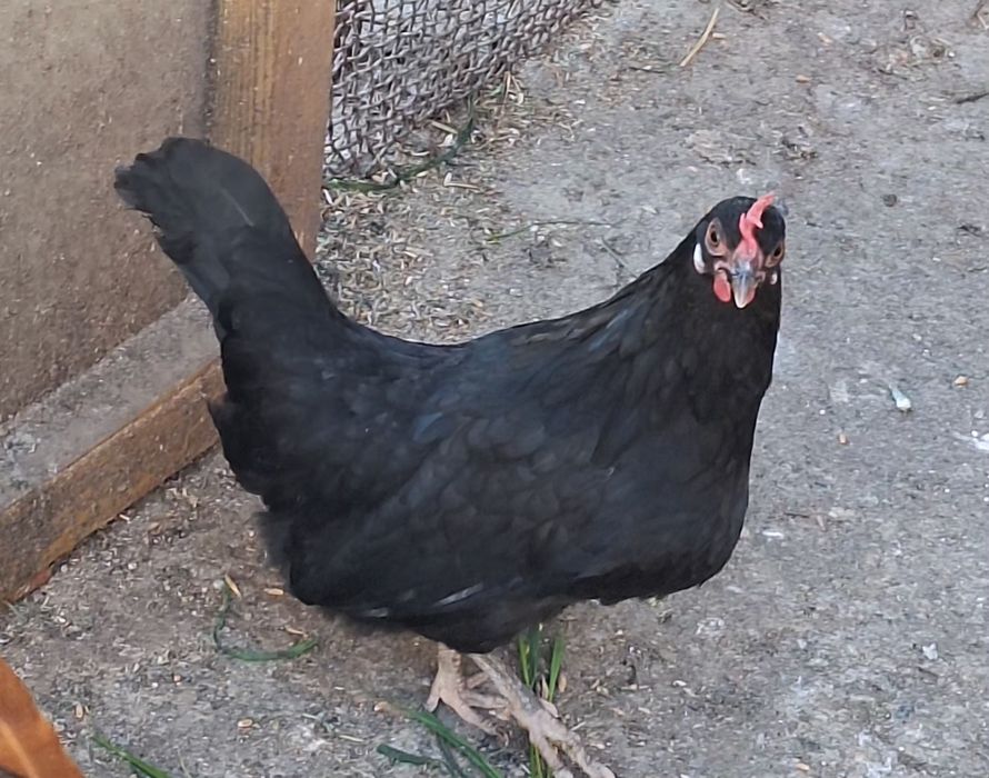 Vand o pereche de cocchina pitic