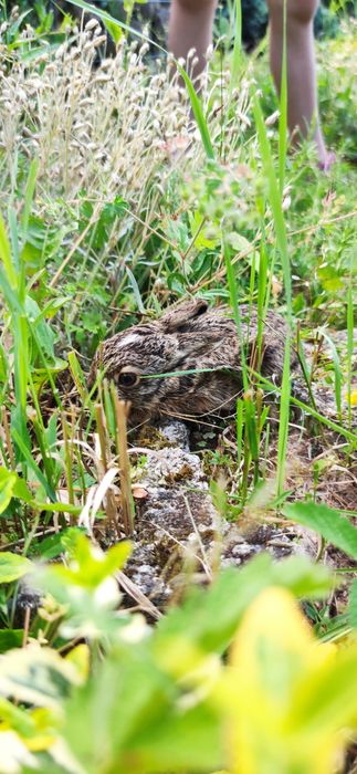 Къща за гости,почивна база,бунгала село Осетеново, Калофер, Павел баня