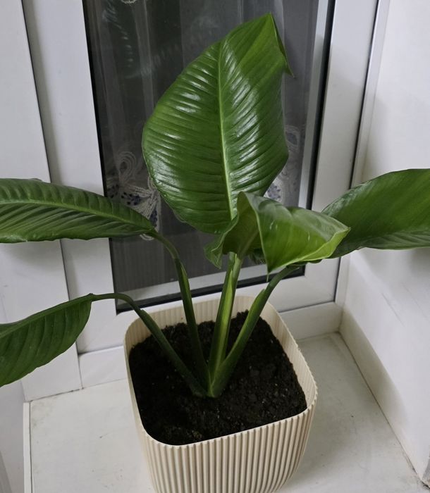 Женское счастье Спатифи́ллум