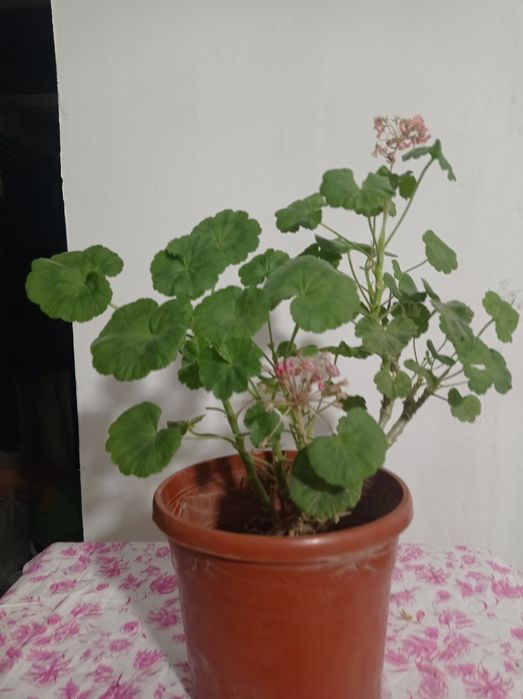 Комнатные растения.