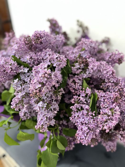 Цветы сирень продается