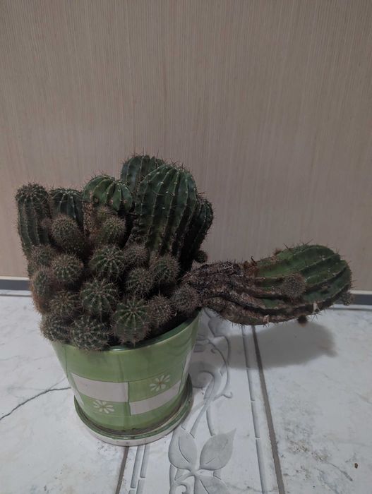 многогодишен кактус