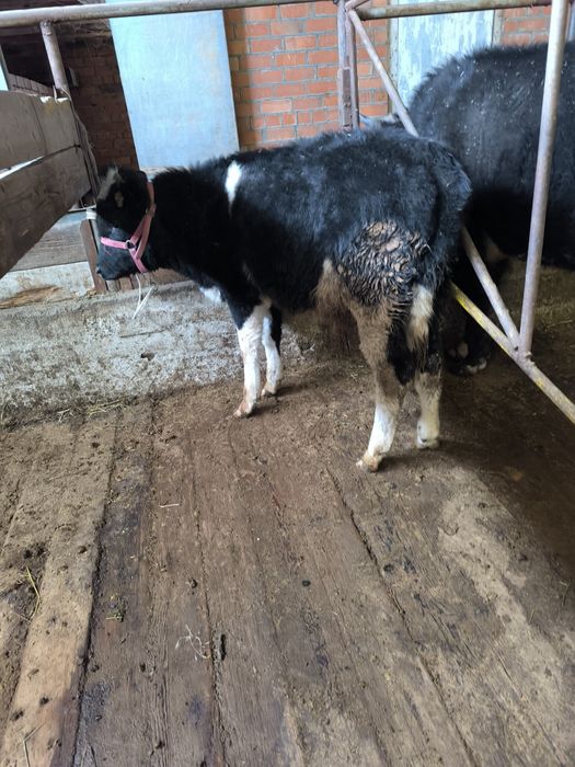 6 айлық еркек бұқашық сатылады