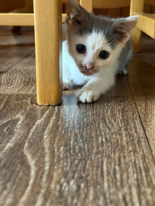 Подарявам котенце