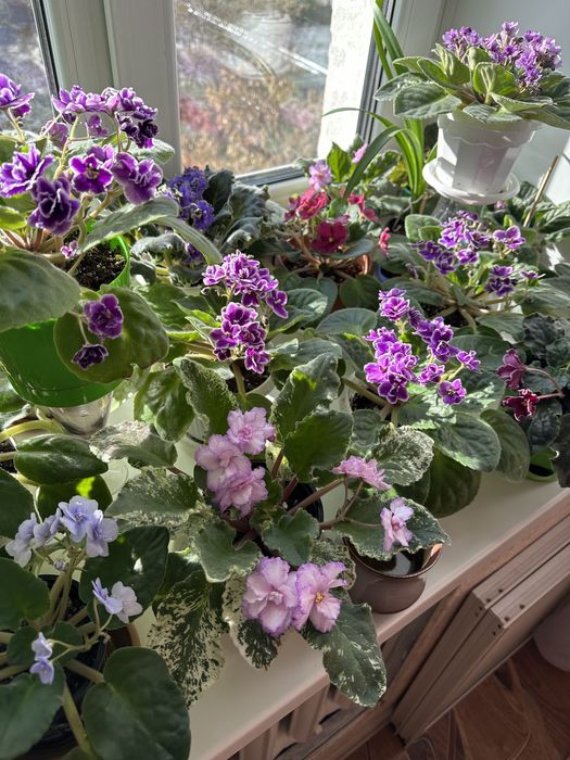 Продам красивые фиалки