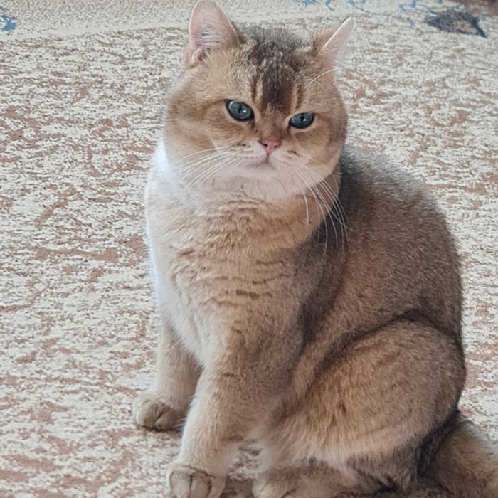 Британский короткошерстный