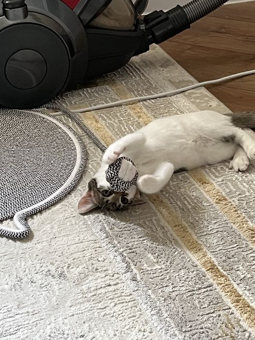 Отдам даром маленького котенка