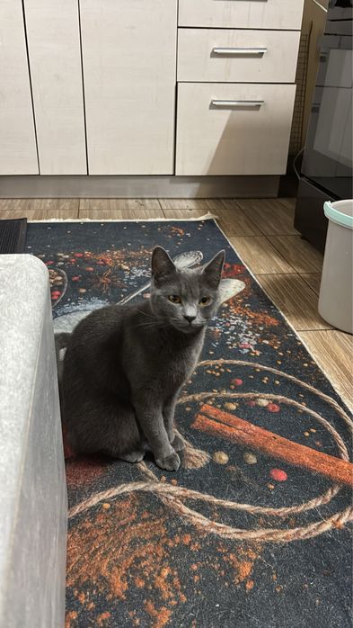 Pet Sitter Bucuresti/Ilfov