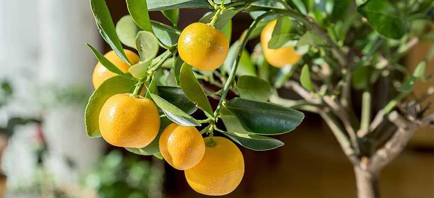 Lamai De Gradina (Rezistent la Ger)