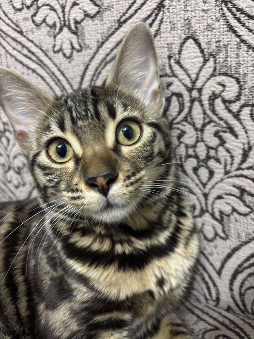 Беньгальская кошка