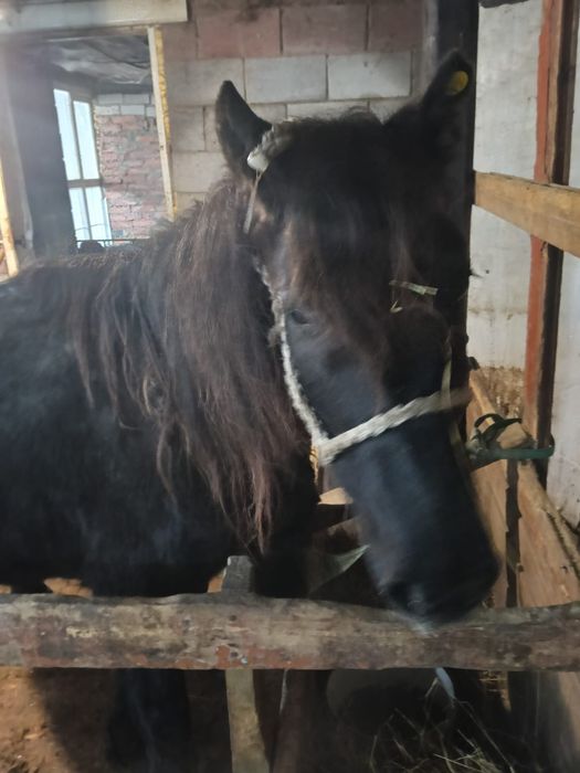 Продаёсят Бие  с  жеребенкам Байтал