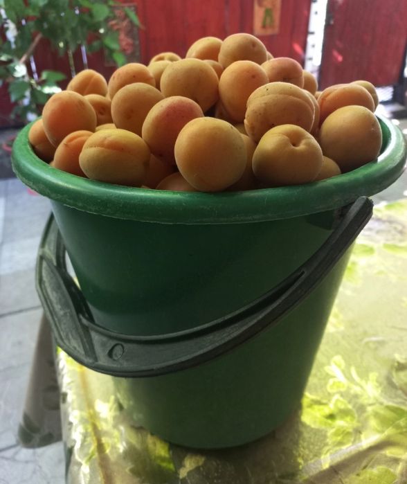 Абрикос/ сары өрік сатылады.