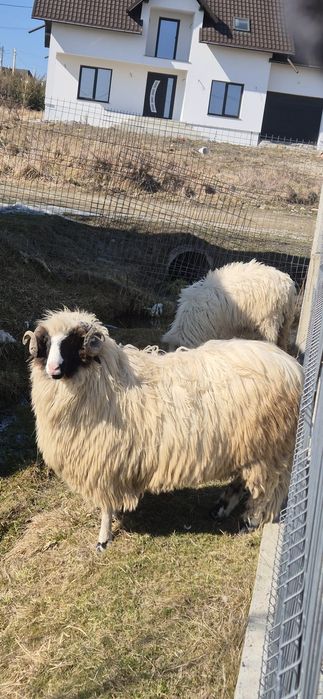 Berbecuț de vânzare