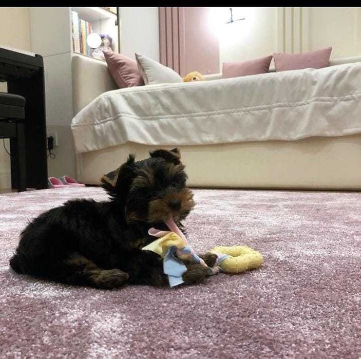 Продажа животных