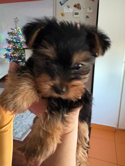 Yorkshire Terrier Toy