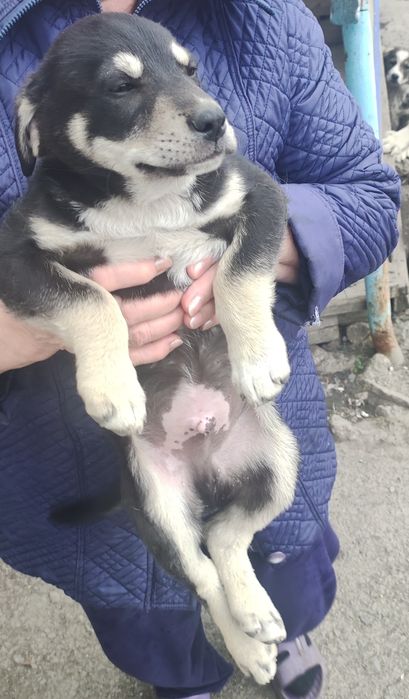 Отдам бесплатно щенка