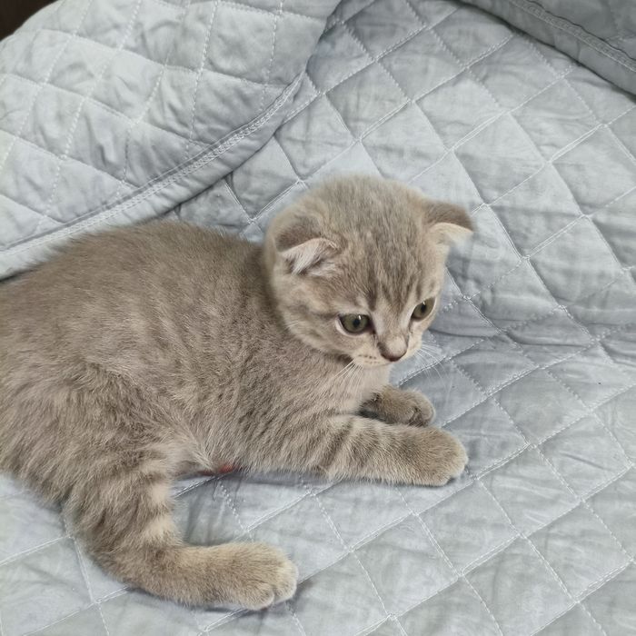Котята породистые