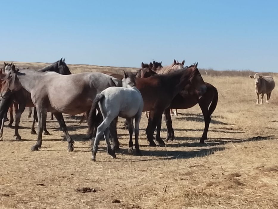 Еркек жабагылар (тайлар)сатылады