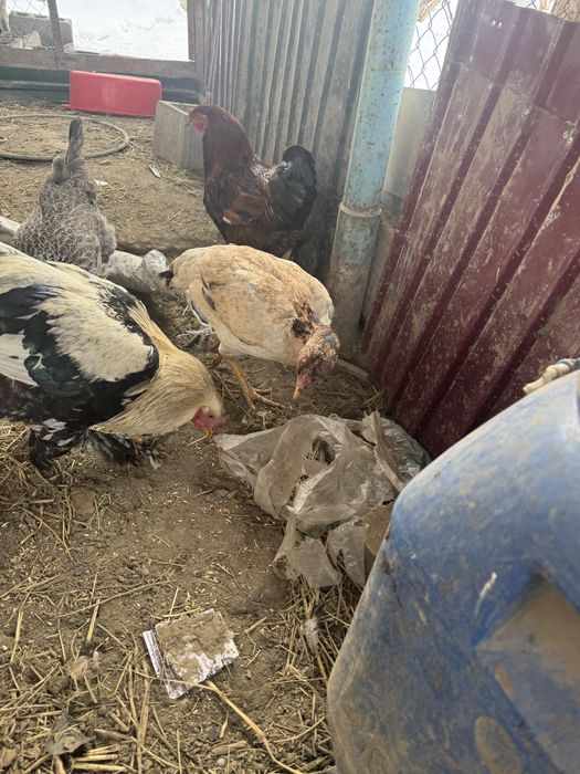 Продам даканок хороший