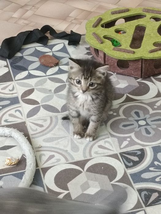 Котёнок _2026_скумбрия