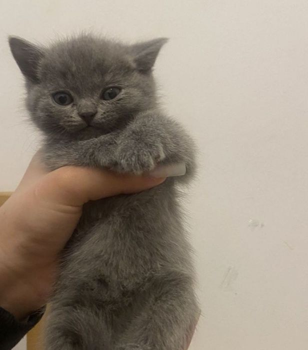 Котята 1.5 мес мальчики и девлчики