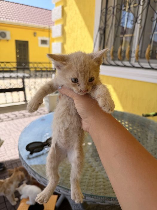 Отдам котят в добрые руки