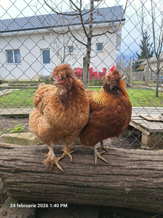 Vând oua de motata olandeza