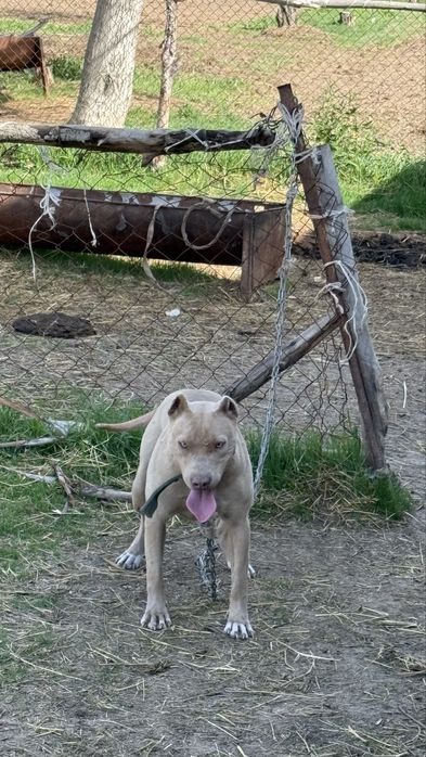 Пидбул адам тістемиді әлі жасына толмаған күшік