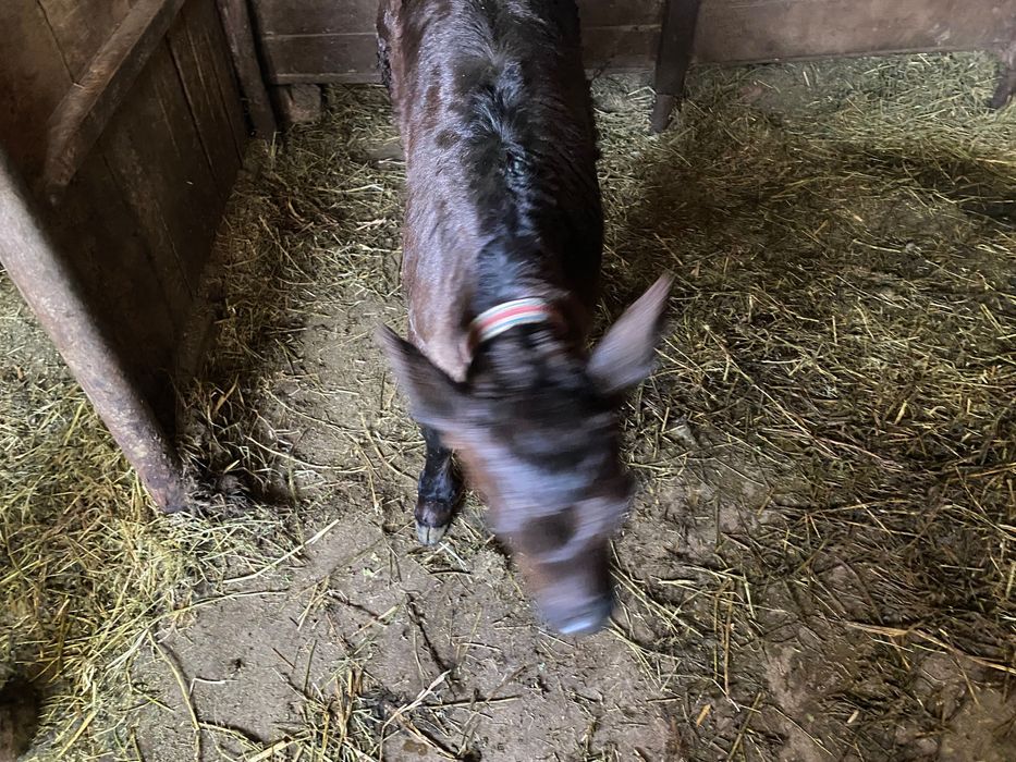 Vând 3 vaci și 2 vitele