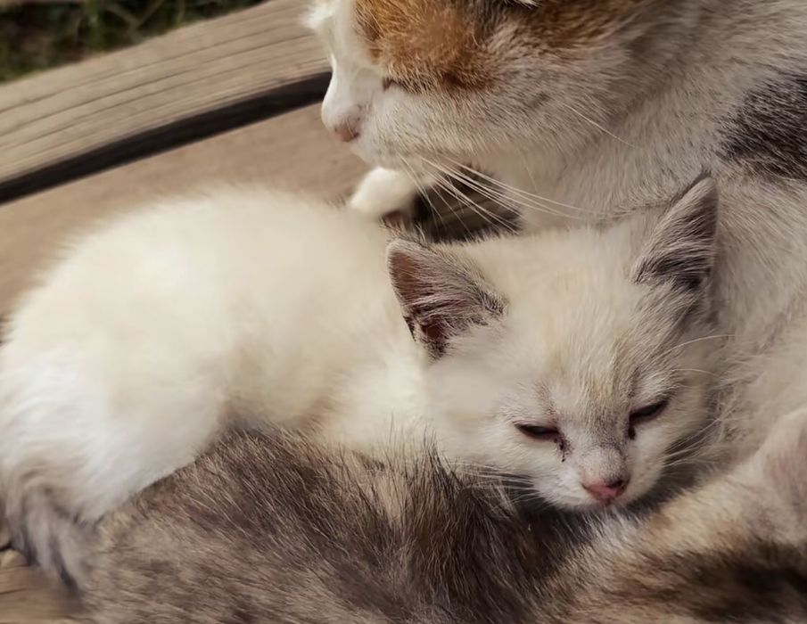Котята ищят свой дом!