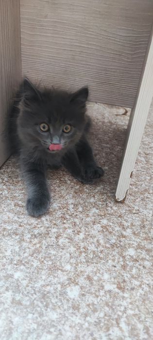 Котёнок  смешанная порода британец с бобэйл