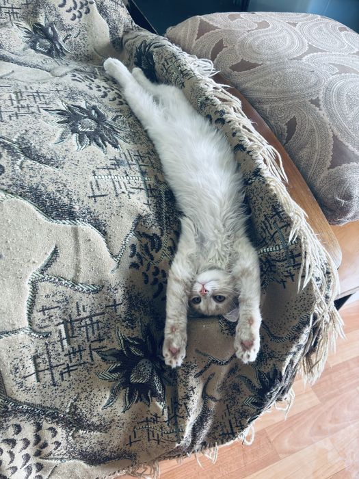 Котенок в добрые руки