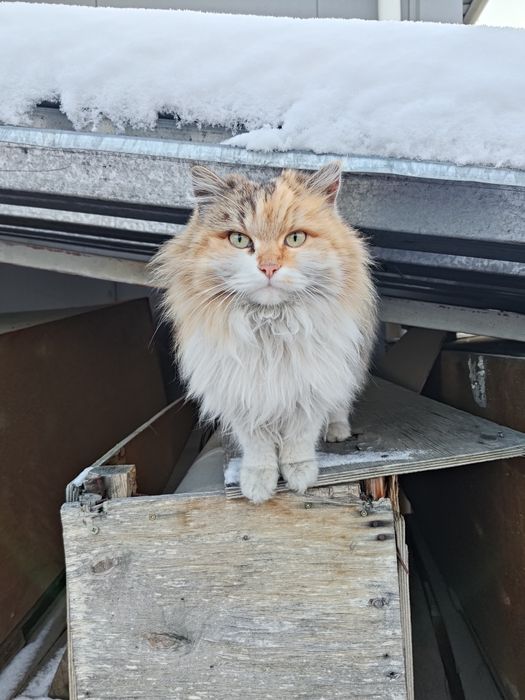 Найден кот / кошка