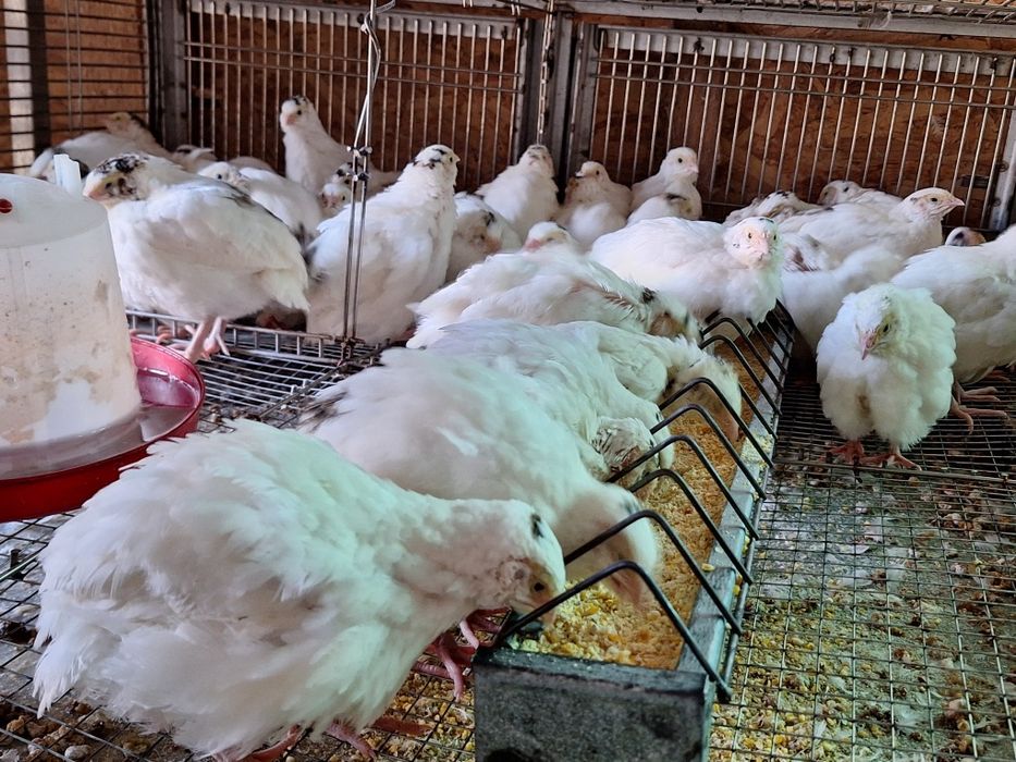 Prepelite giganta polară, jumbo gold și tuxedo -tibetane 4saptamani