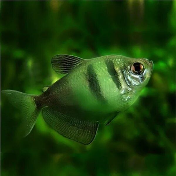 Тернеции цветные