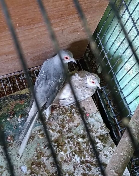 Turturele diamant si răzătoare