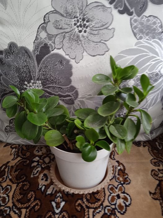 Продам комнатный цветок