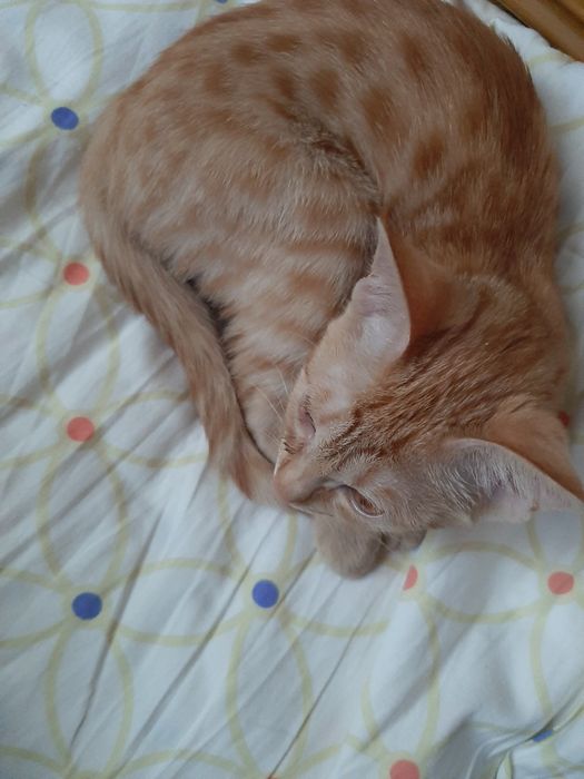 рыжая кошка(девочка)