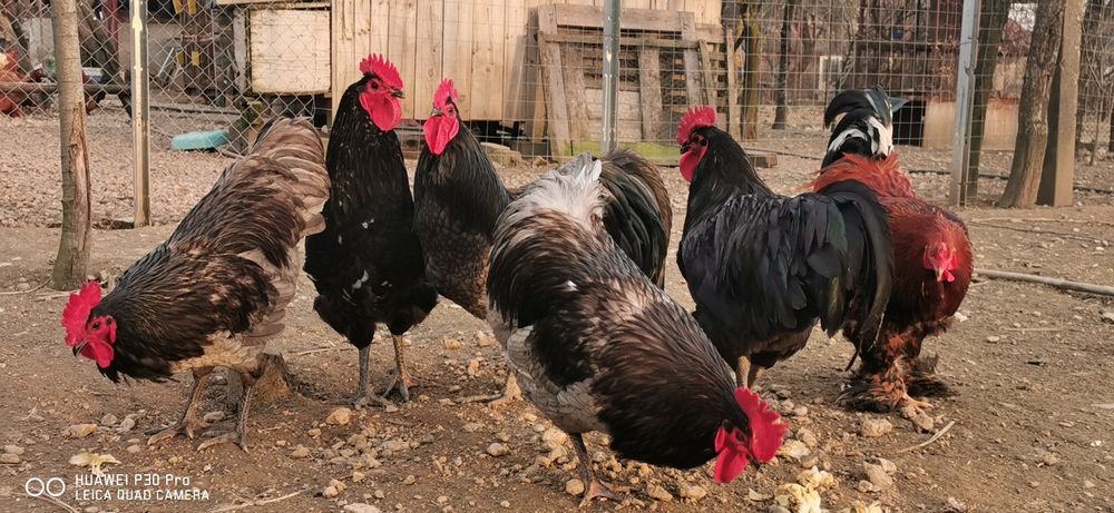 Vând cocoși austrolorp