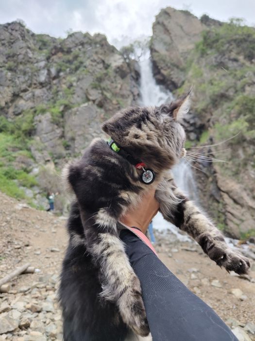 Кот на вязку Мэйн Кун