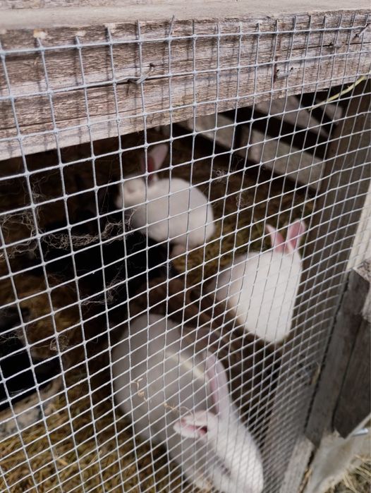 Iepuri uriasi german