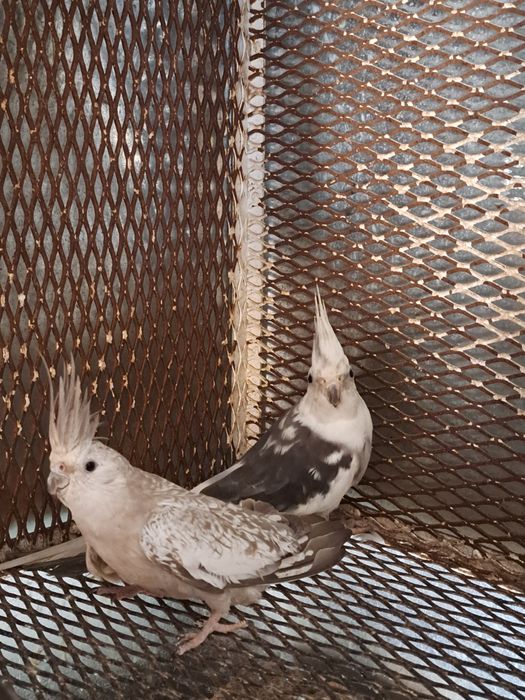 Pereche nimfe mature