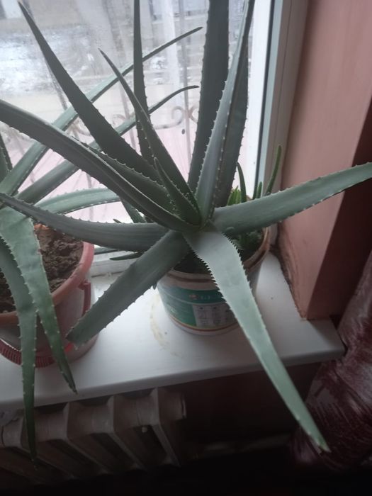 Лечебное Алоэ вера - 3,5,7 летние