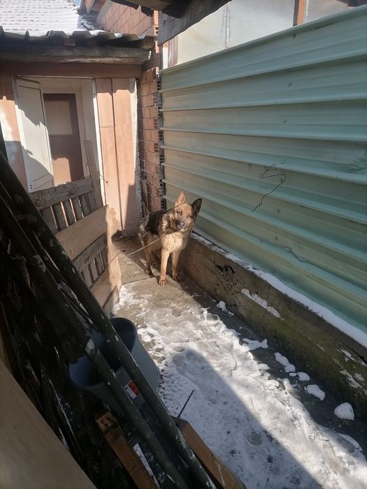 Немска овчарка на една година и един месец