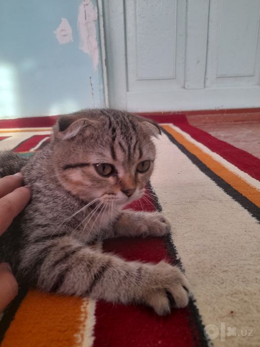 Scottish Fold tozasi, ~4-5 oylik