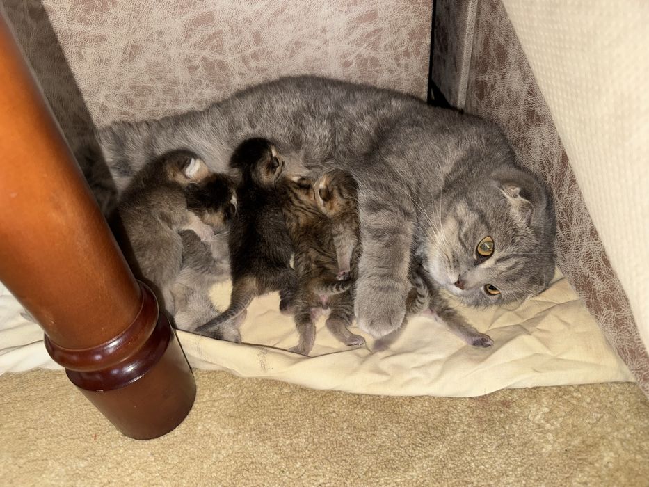 Кошка скотиш фолд беременная